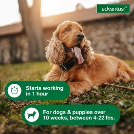 Advantus Dog Advantus Chewable Flea Treatment for Dogs Online Sale