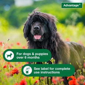 Advantage Dog Flea Treatment Spray Cheap